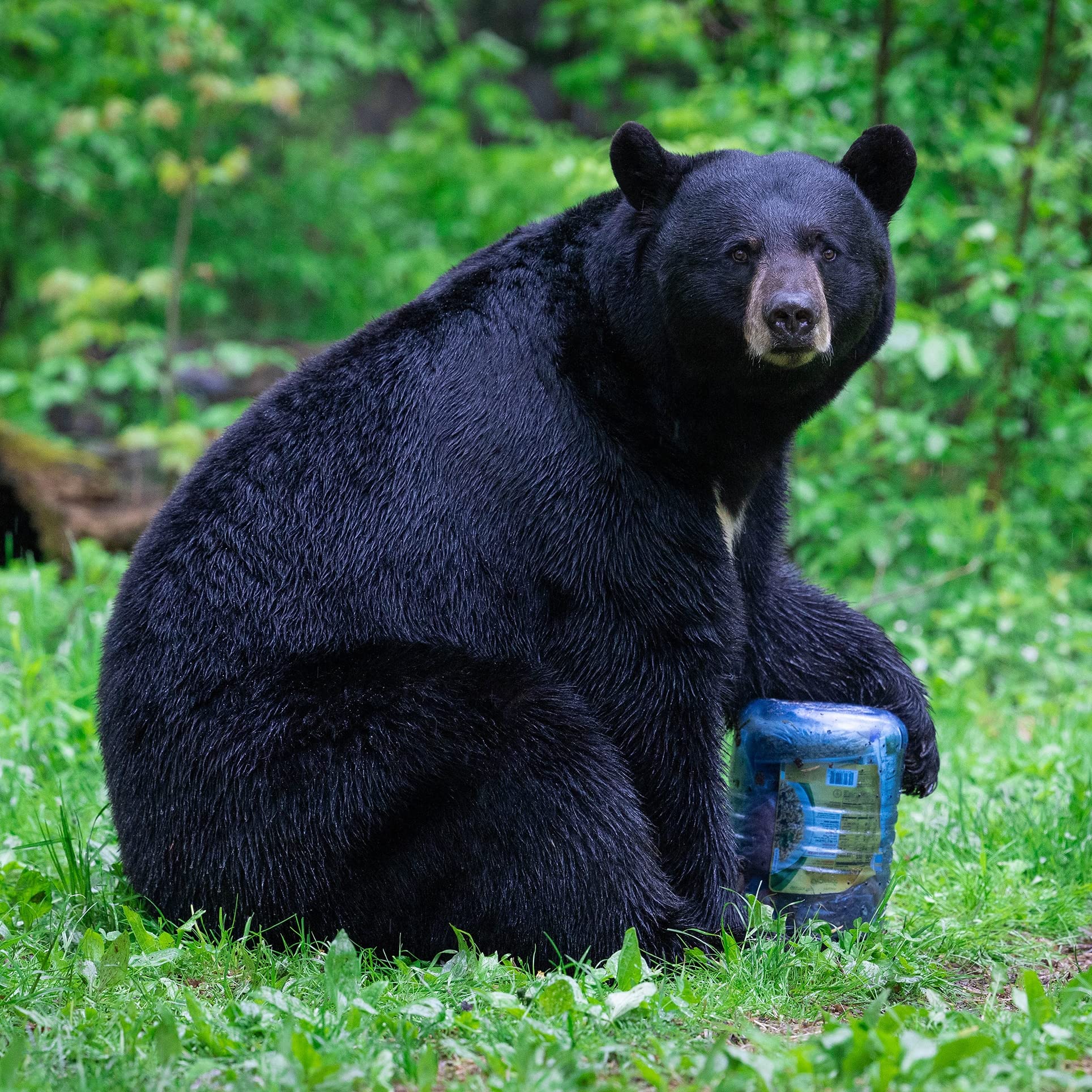 Bear-resistant Backpacking Canister z 4 Sizes