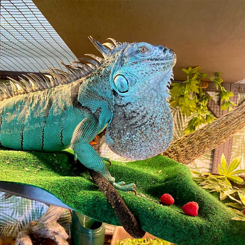 1787426042_AY3UPHTc Zewnętrzny Enclosure AIR37 z 71.1L PET Enclosure do Chameleon, Lizards, Iguanas