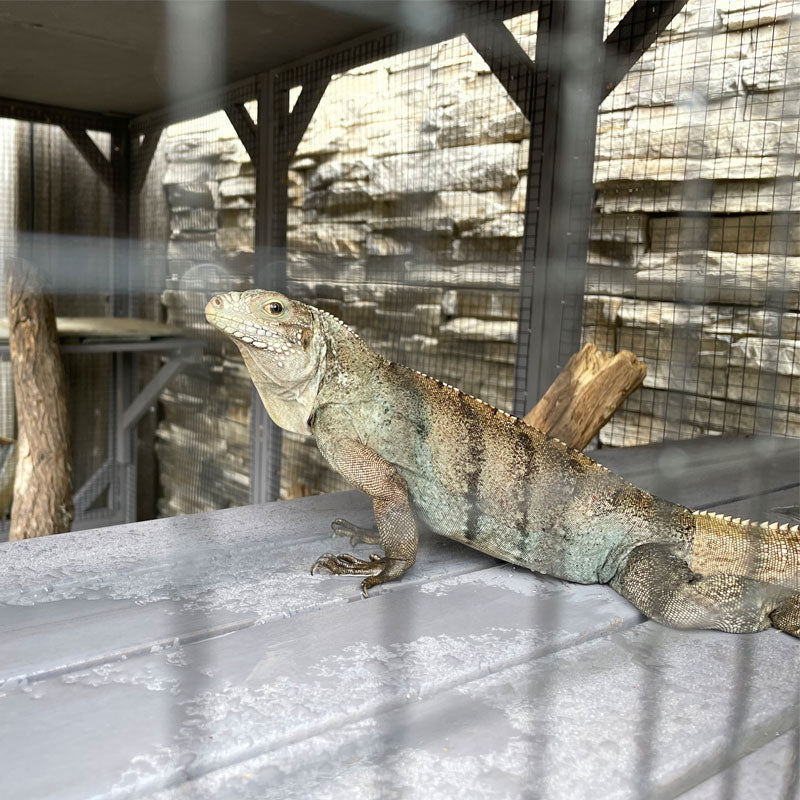 1787426045_zRB5OP1n Zewnętrzny Enclosure AIR37 z 71.1L PET Enclosure do Chameleon, Lizards, Iguanas