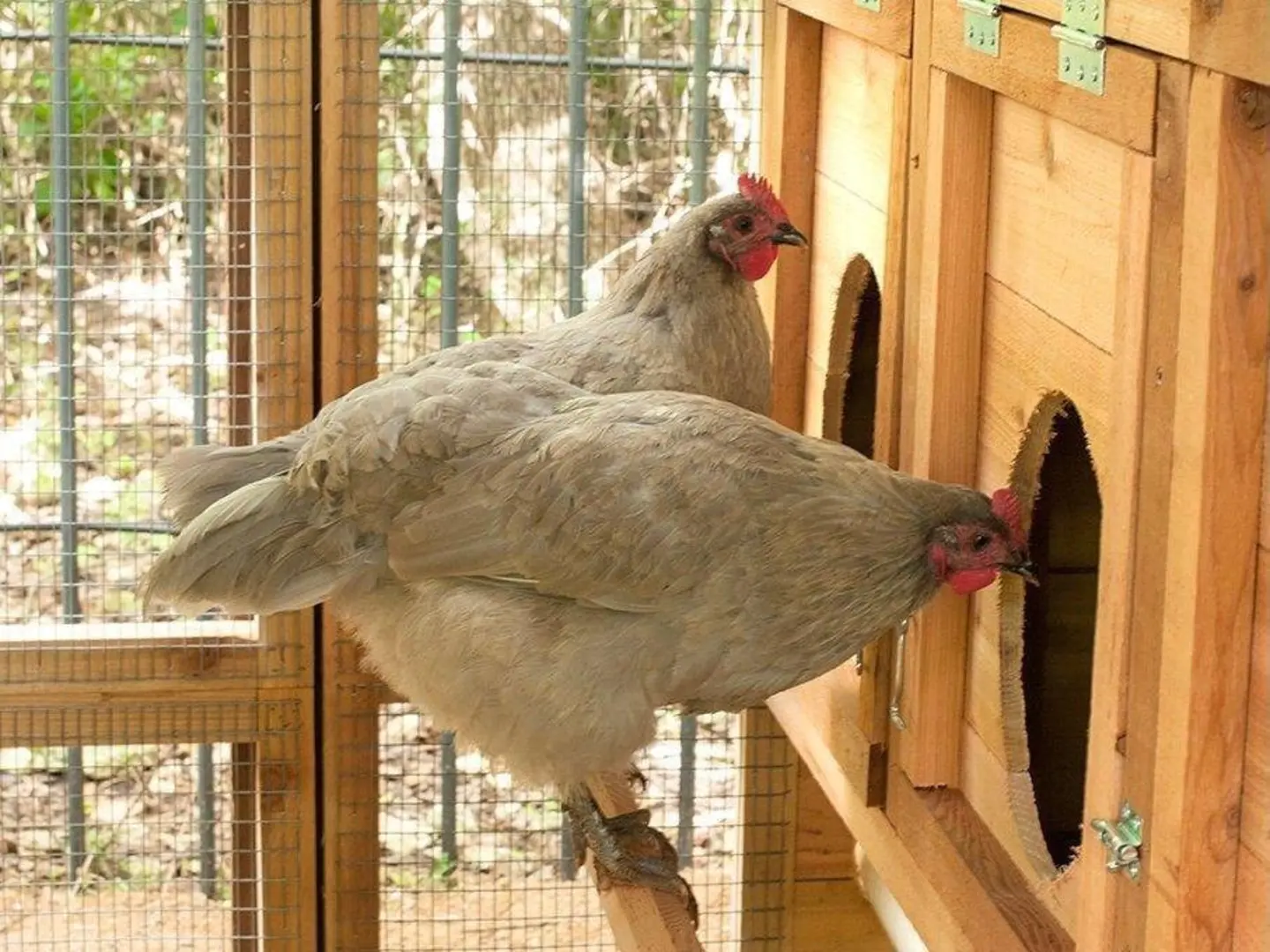 1787499302_iSNT4HvM Coop, Walk-in, Domed dla kur domek