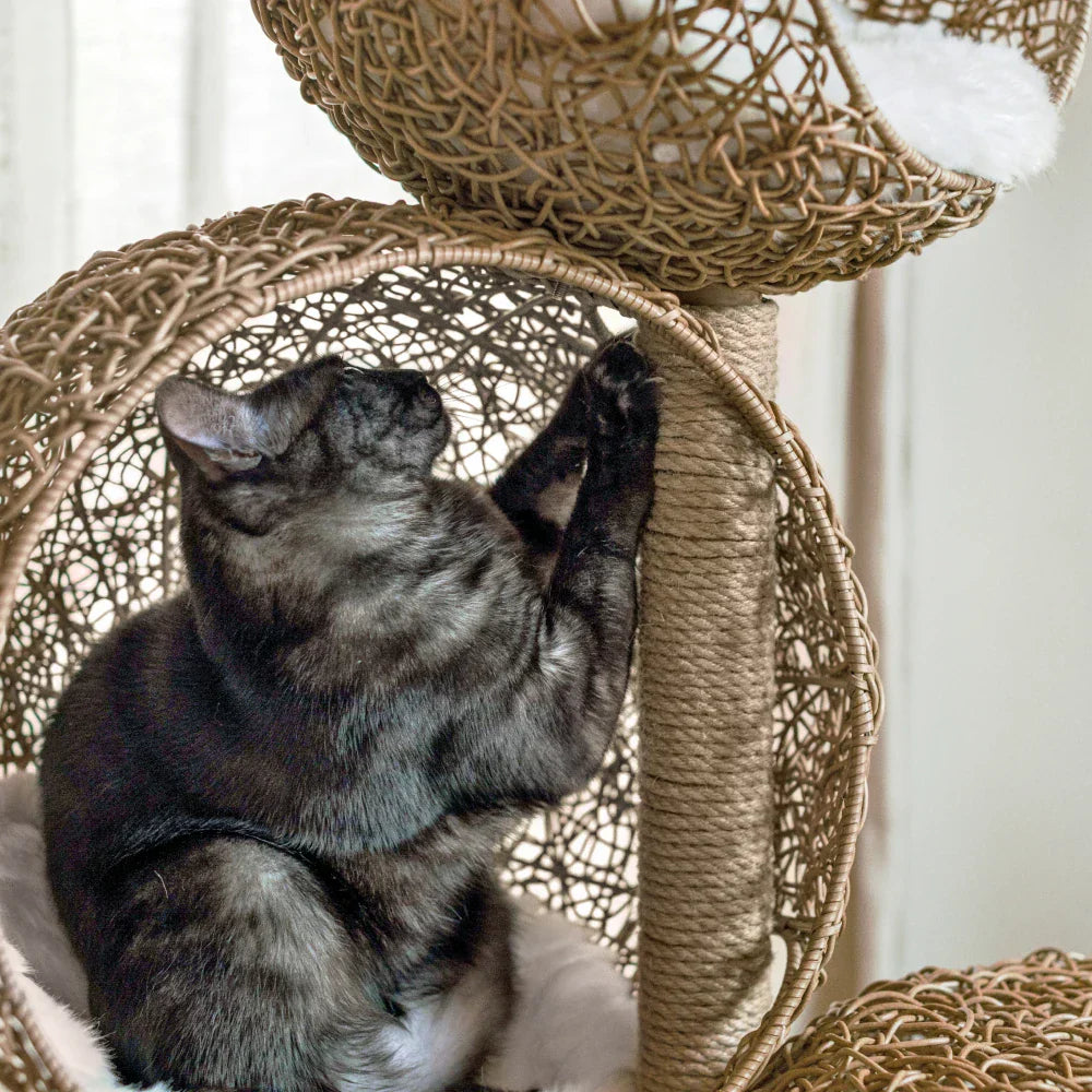 1787695048_v1NmB09B Lua Scratching Post